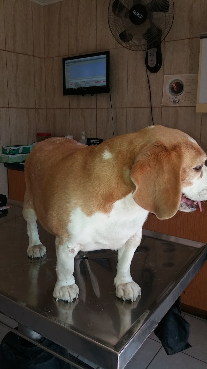 Beagle siendo evaluado en la consulta