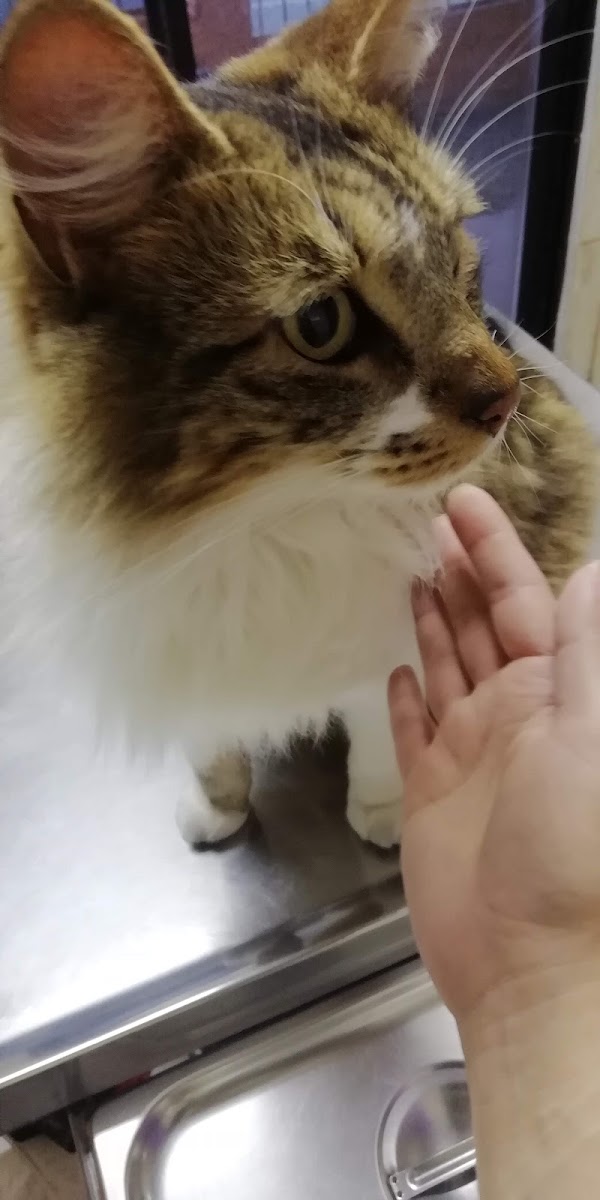 Gato atendido con cariño por el equipo