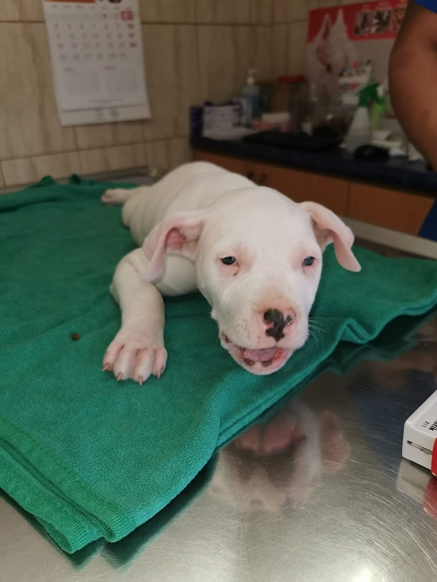 Cachorro descansando sobre una manta