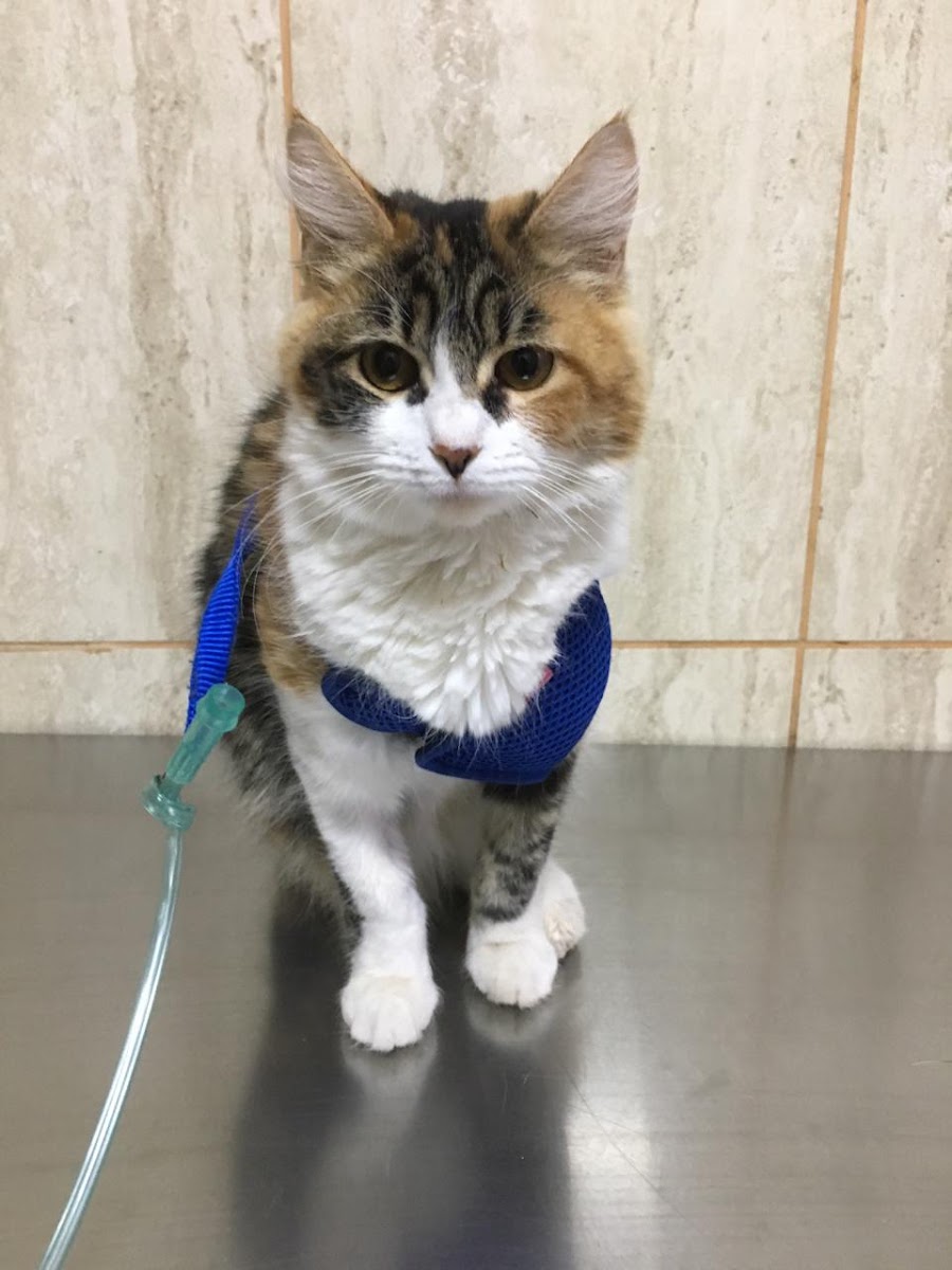 Gato tricolor en su control veterinario