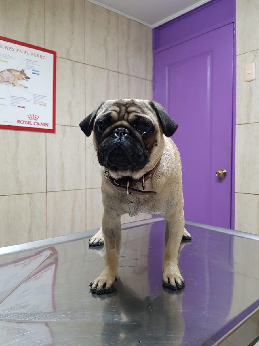 Pug en su control sobre la mesa clínica