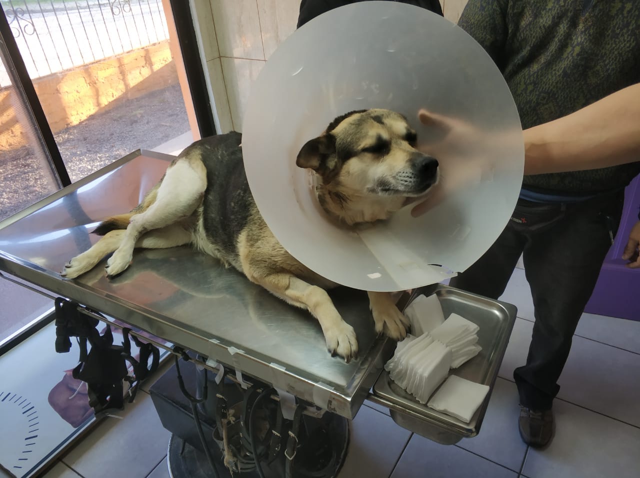 Perro en recuperación acompañado por el equipo
