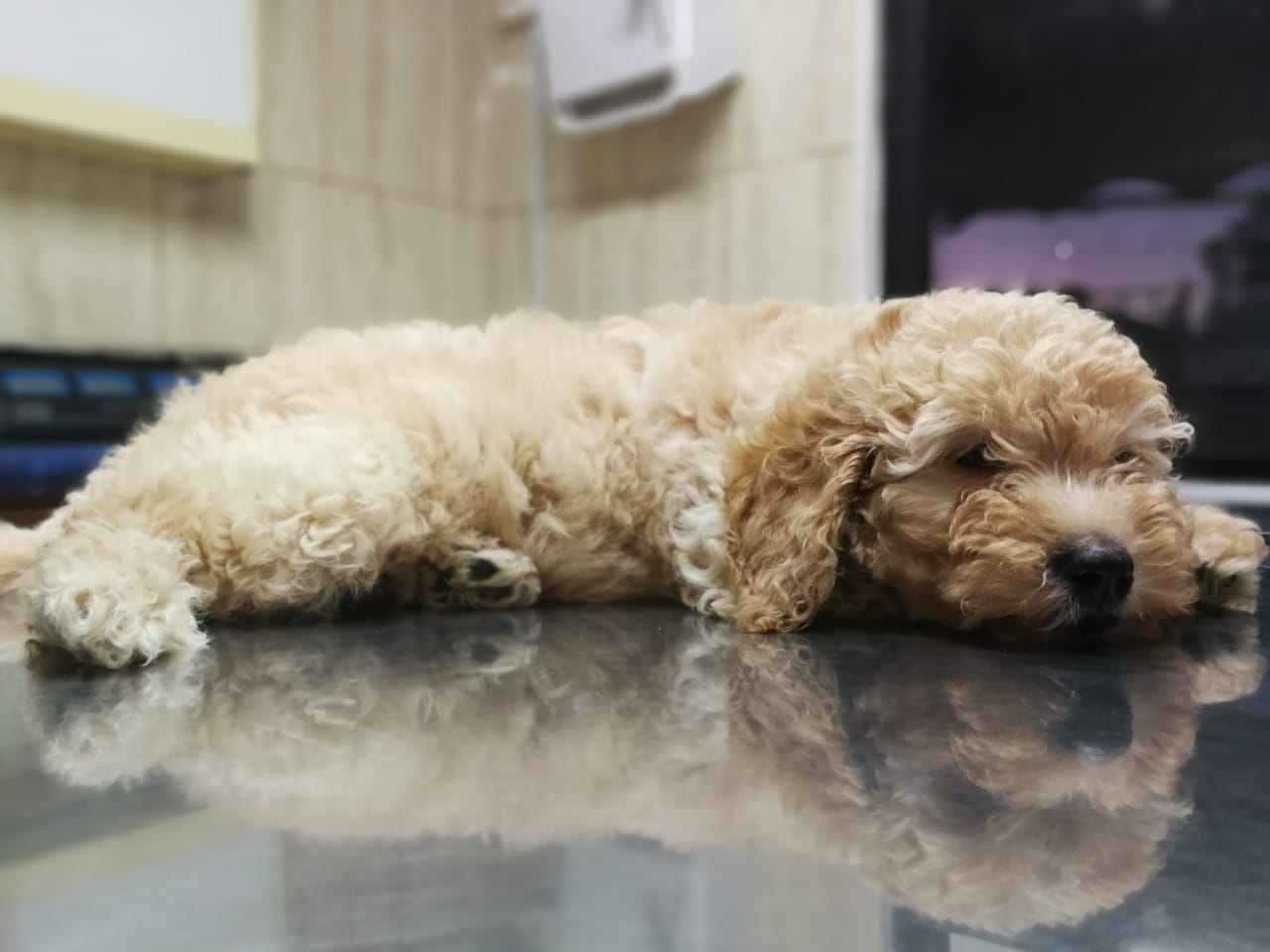 Perrito durmiendo tranquilo tras su control