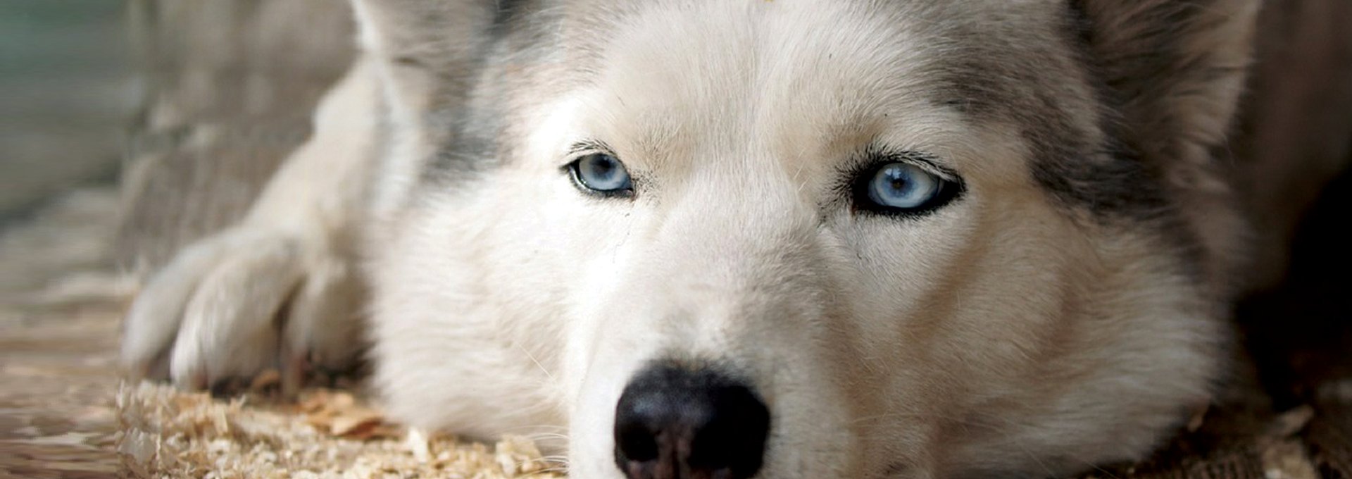 Perro husky de mirada azul, tranquilo y cuidado