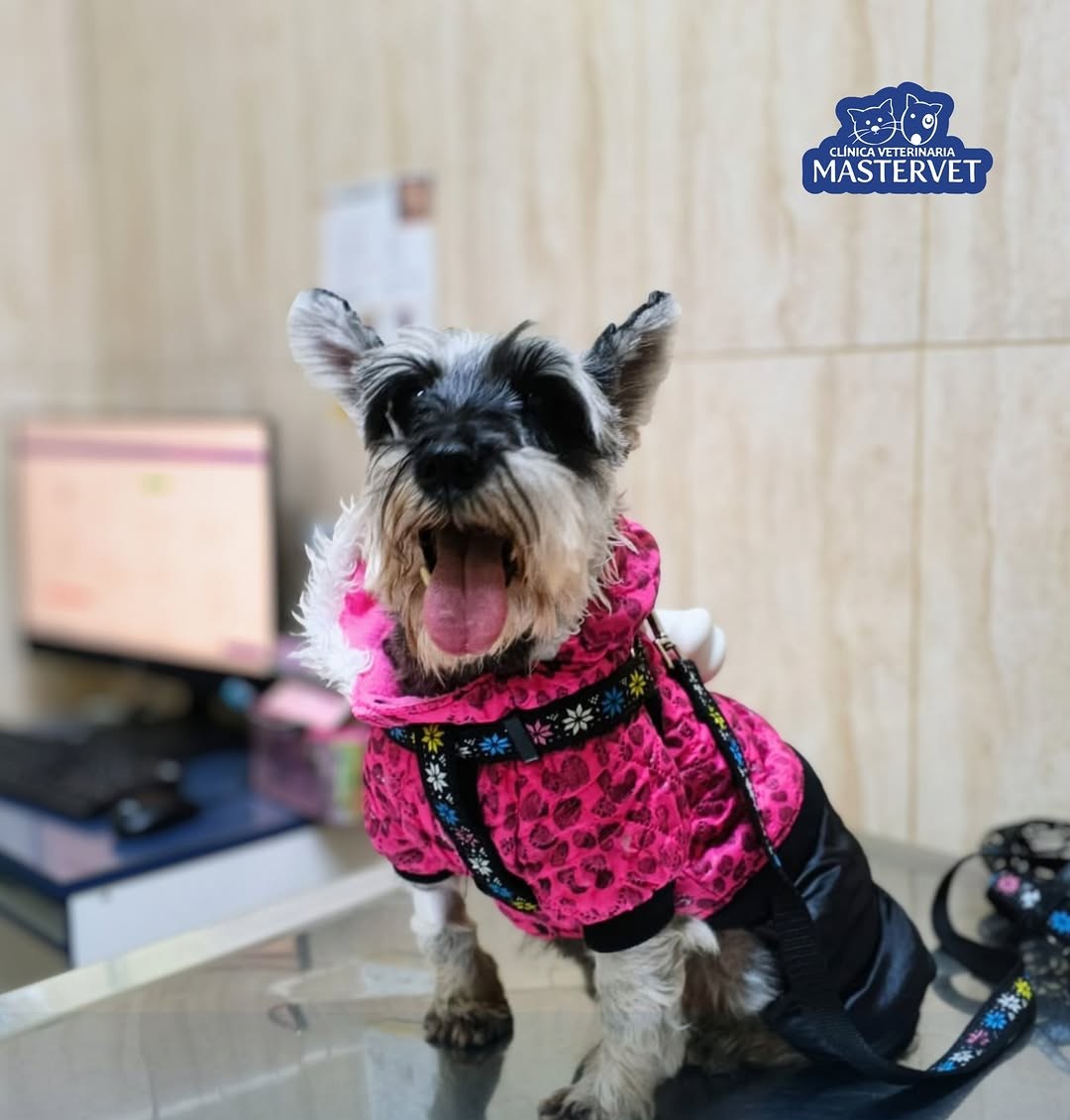 Vicky, paciente de Mastervet, con su abrigo rosado